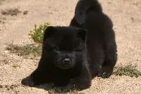 SZF1, a female Akita for sale in Anza, CA – Photo 5 of 10