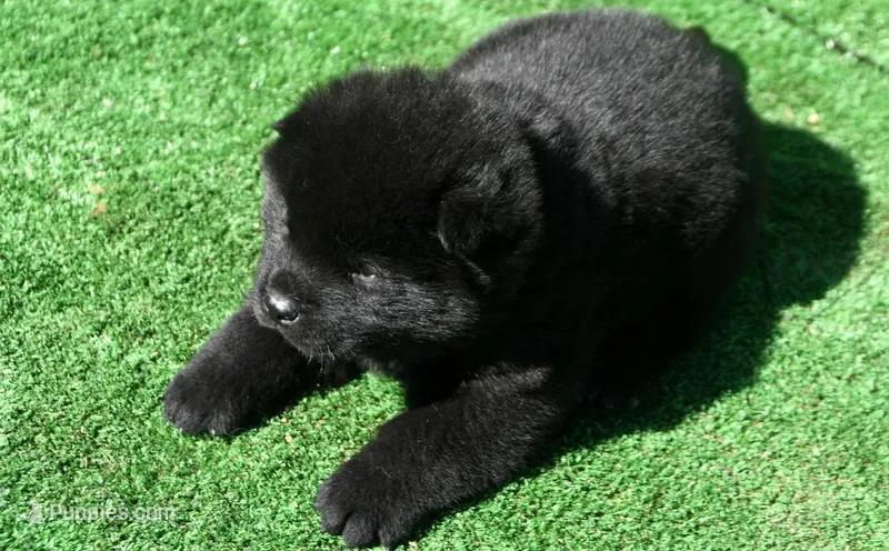 SZF1  – Akita puppy for sale in Anza, CA