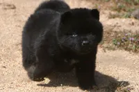 SZF1, a female Akita for sale in Anza, CA – Photo 8 of 10