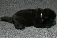 SZF1 , a female Akita for sale in Anza, CA – Photo 7 of 8