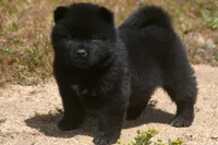 SZF1, a female Akita for sale in Anza, CA – Photo 1 of 10