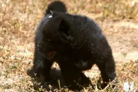 SZF1, a female Akita for sale in Anza, CA – Photo 9 of 10