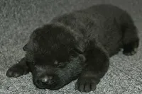 SZM3, a male Akita for sale in Anza, CA – Photo 8 of 10