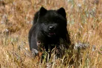 SZM3 HOLD, a male Akita for sale in Anza, CA – 2 of 10