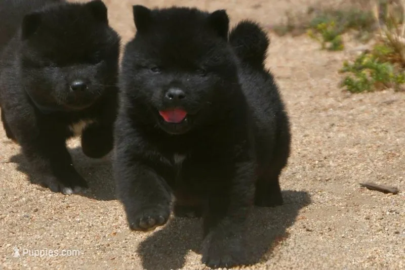 SZM3 – Akita puppy for sale in Anza, CA