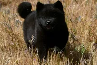 SZM3 HOLD, a male Akita for sale in Anza, CA – 6 of 10