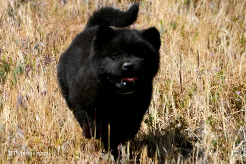 SZM3 – Akita puppy for sale in Anza, CA