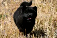 SZM3 HOLD, a male Akita for sale in Anza, CA – 4 of 10