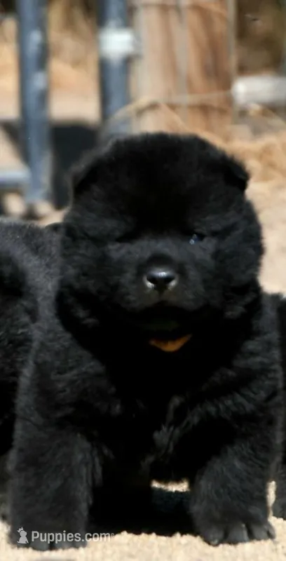 SZM3 – Akita puppy for sale in Anza, CA