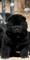 SZM3 HOLD, a male Akita for sale in Anza, CA – 1 of 10