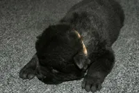 SZM3, a male Akita for sale in Anza, CA – Photo 3 of 10