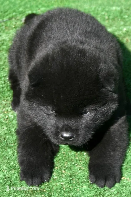 SZM3 – Akita puppy for sale in Anza, CA