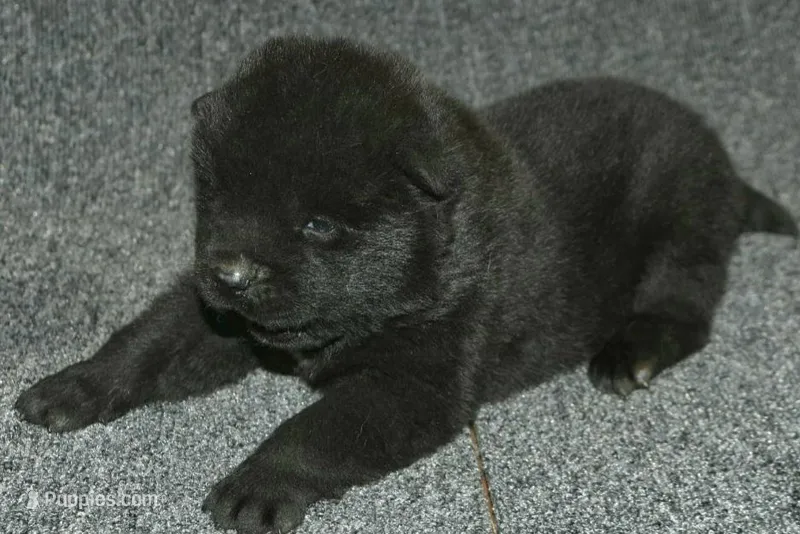 SZM3 – Akita puppy for sale in Anza, CA