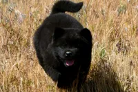 SZM3 HOLD, a male Akita for sale in Anza, CA – 7 of 10