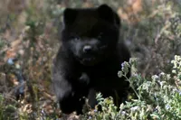 SZM3 HOLD, a male Akita for sale in Anza, CA – 8 of 10
