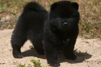 SZM3 HOLD, a male Akita for sale in Anza, CA – 5 of 10