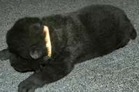 SZM3, a male Akita for sale in Anza, CA – Photo 2 of 10