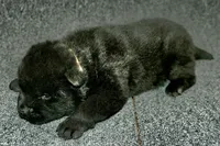 SZM3, a male Akita for sale in Anza, CA – Photo 9 of 10