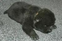 SZM3, a male Akita for sale in Anza, CA – Photo 6 of 10