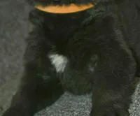 SZM3, a male Akita for sale in Anza, CA – Photo 10 of 10