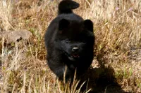 SZM3 HOLD, a male Akita for sale in Anza, CA – 9 of 10