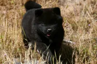 SZM3 HOLD, a male Akita for sale in Anza, CA – 10 of 10