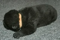 SZM3, a male Akita for sale in Anza, CA – Photo 5 of 10