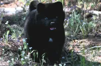 SZM3 HOLD, a male Akita for sale in Anza, CA – 3 of 10