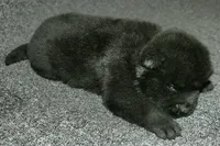 SZM3, a male Akita for sale in Anza, CA – Photo 4 of 10