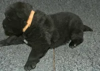 SZM3, a male Akita for sale in Anza, CA – Photo 7 of 10