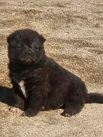 RUGER RESERVED, a male Akita for sale in Anza, CA – 3 of 10