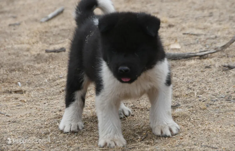LFM1 HOLD – Akita puppy for sale in Anza, CA