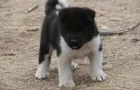 LFM1 HOLD, a male Akita for sale in Anza, CA – 1 of 7
