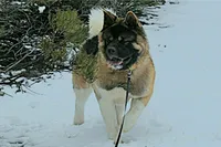 MKF2, a  Akita for sale in Anza, CA – 6 of 6