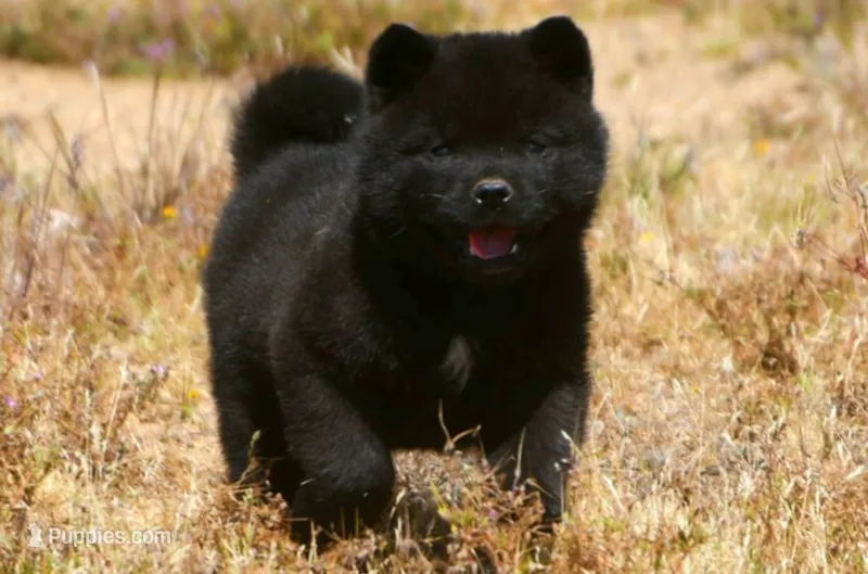 MIDNIGHT  – Akita puppy for sale in Anza, CA