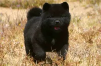 MIDNIGHT , a male Akita for sale in Anza, CA – 1 of 10