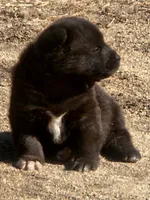 RUGER RESERVED, a male Akita for sale in Anza, CA – 5 of 10