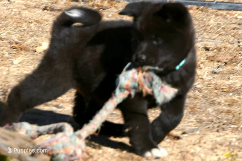 EOM3  – Akita puppy for sale in Anza, CA