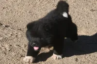 MKM1, a male Akita for sale in Anza, CA – 4 of 6