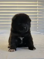 RUGER, a male Akita for sale in Anza, CA – 3 of 10