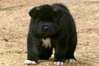 DMF1 SOLD MELISSA, a female Akita for sale in Anza, CA – 8 of 9