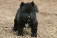 NTF1, a female Akita for sale in Anza, CA – 8 of 10