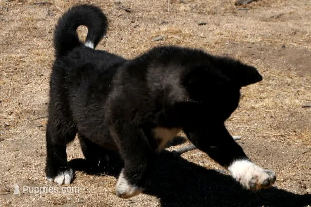 NTF3 – Akita puppy for sale in Anza, CA