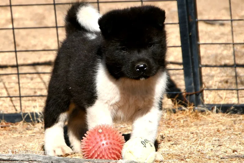 LFM1  – Akita puppy for sale in Anza, CA