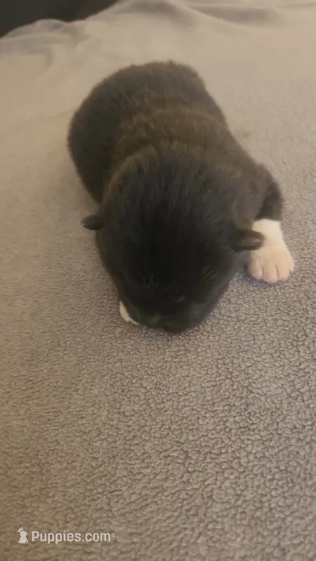 LFF1 – Akita puppy for sale in Anza, CA