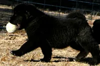 PKF1 , a female Akita for sale in Anza, CA – 6 of 10