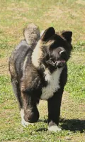 EOM2, a  Akita for sale in Anza, CA – 4 of 8