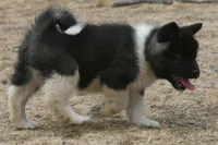 EOF0, a female Akita for sale in Anza, CA – 5 of 8