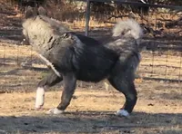WMF2 , a female Akita for sale in Anza, CA – 5 of 8