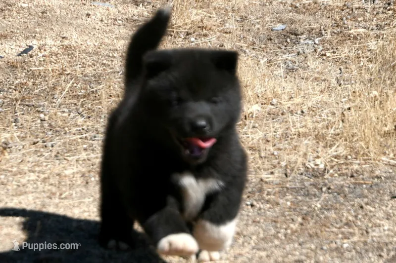 LFF1 – Akita puppy for sale in Anza, CA